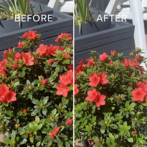 azaila trimmed Garden maintenance gallery trimmed shrub